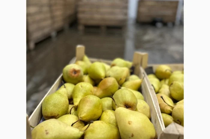 Продам грушу сорту Ноябирька- фото № 4