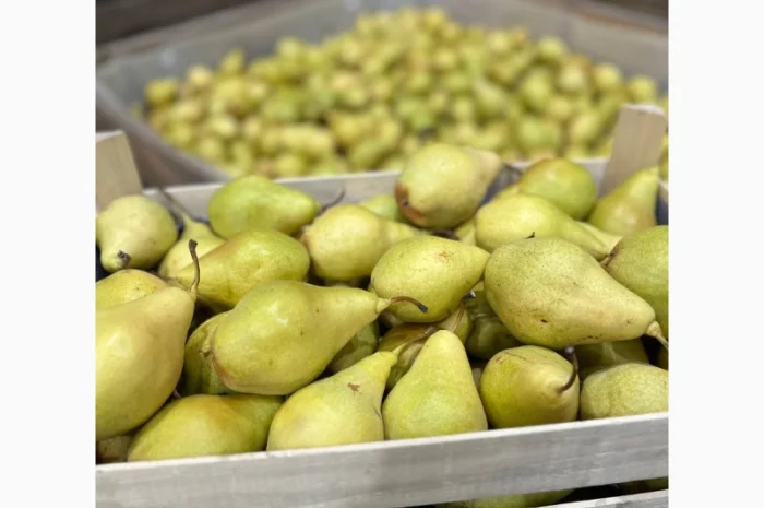 Продам грушу сорту Ноябирька- фото № 1