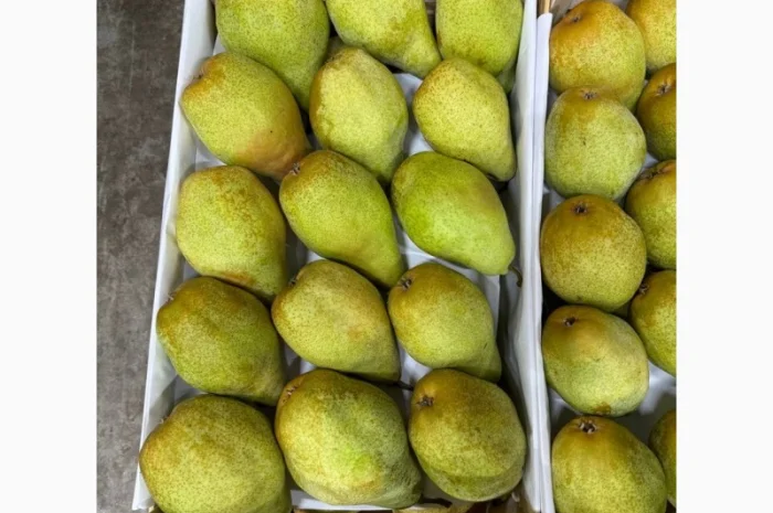 Продам грушу Ноябирська- фото № 1