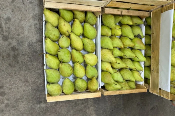 Продам грушу Ноябирська- фото № 2