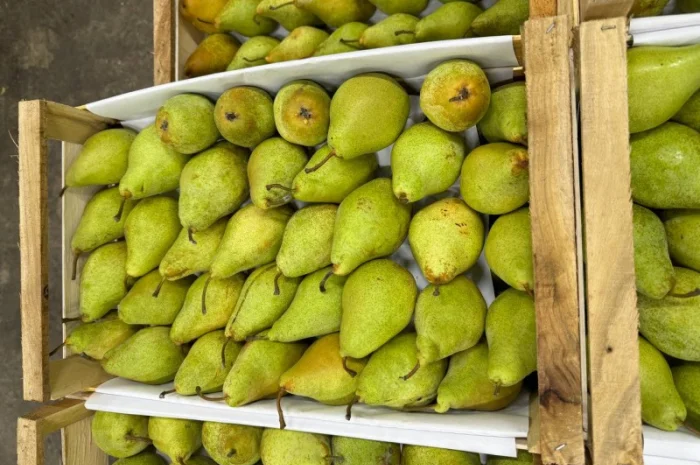 Продам грушу Ноябирська- фото № 3