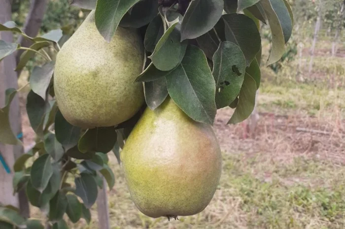 Продам грушу з власного саду- фото № 1