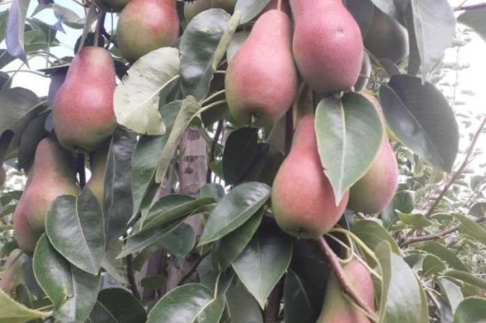 Продам грушу з власного саду- фото № 4