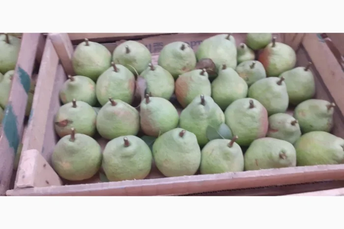 Продам грушу з власного саду- фото № 6