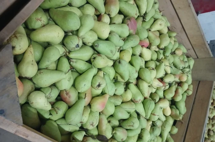 Продам грушу- фото № 1