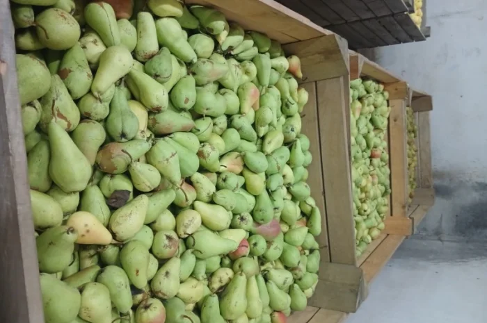 Продам грушу- фото № 2