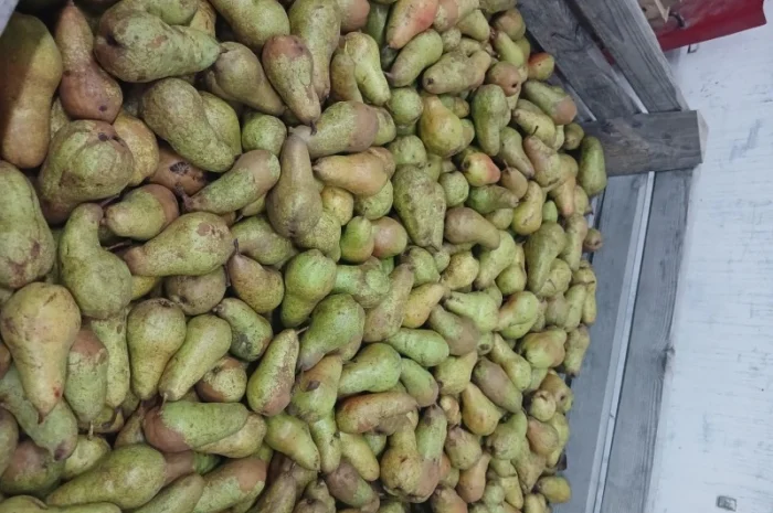 Продам грушу- фото № 4