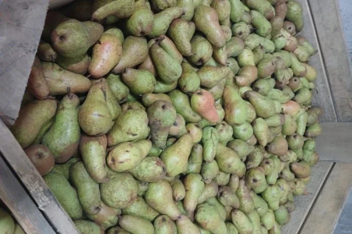 Продам грушу- фото № 5