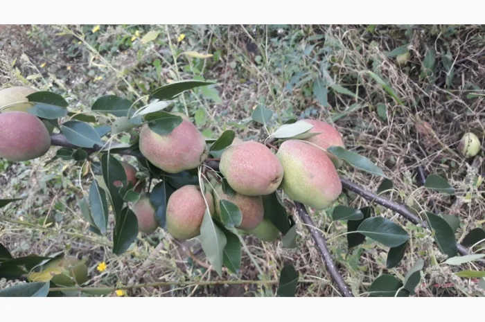 Продам грушу Талгарку. Ноябрську. Киргизку- фото № 2