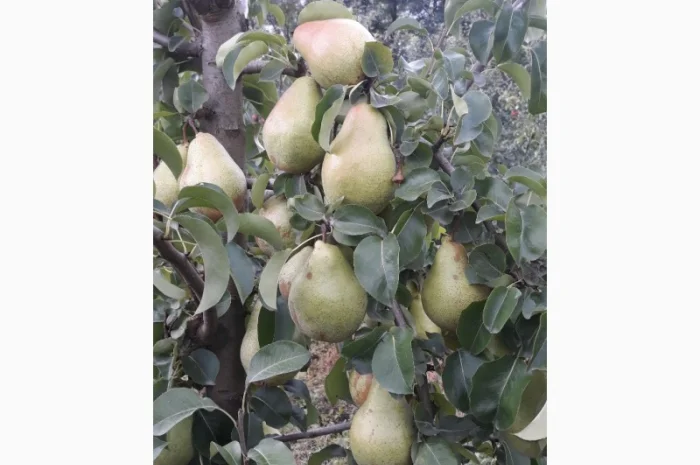 Продам грушу Талгарку. Ноябрську. Киргизку- фото № 3