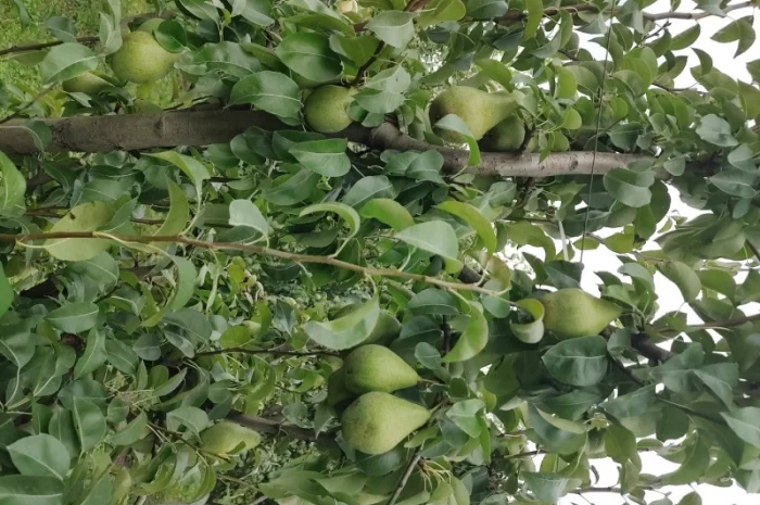 Продам груші- фото № 2