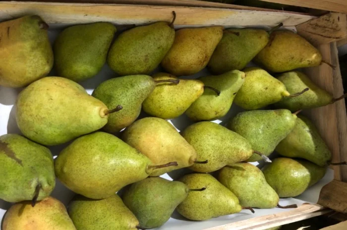 Продам грушу Нояберська- фото № 1