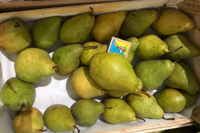 Продам грушу Нояберська- фото № 2