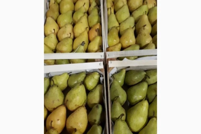 Продам груші сортів Бера "Ноябрська" Вільямс Конференція урожай 2023- фото № 1