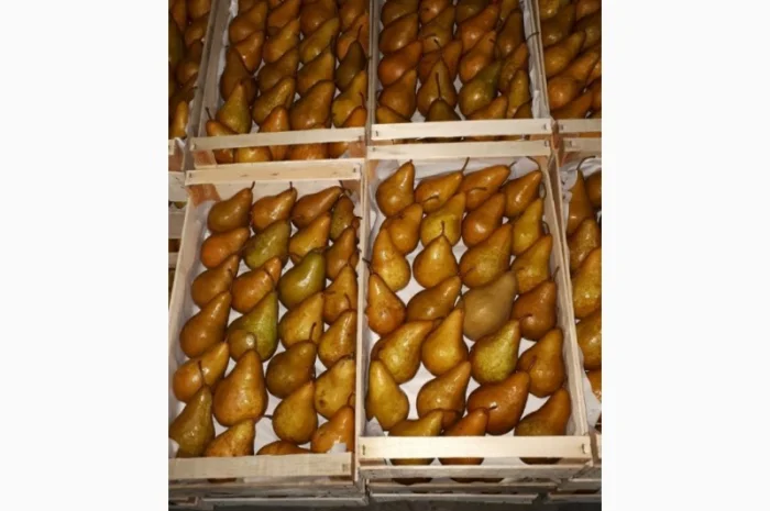 Продам груші сортів Бера "Ноябрська" Вільямс Конференція урожай 2023- фото № 2