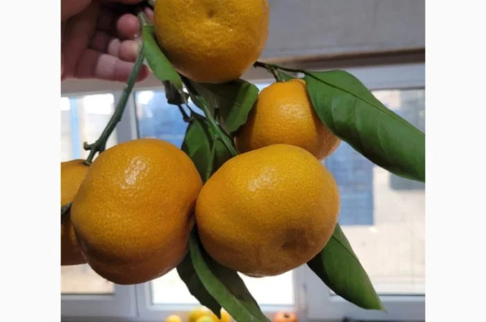 Продам мандарини грузинські- фото № 1