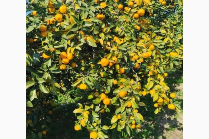 Продам мандарини грузинські- фото № 3