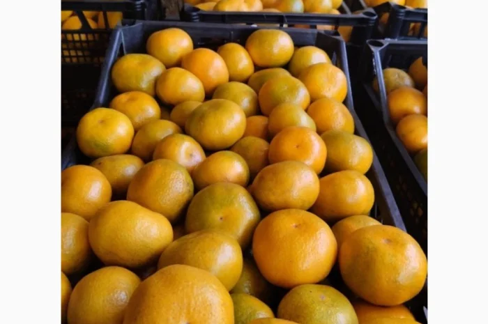 Продам мандарини грузинські- фото № 4