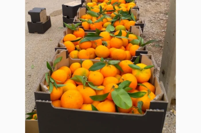 Мандарины- фото № 3