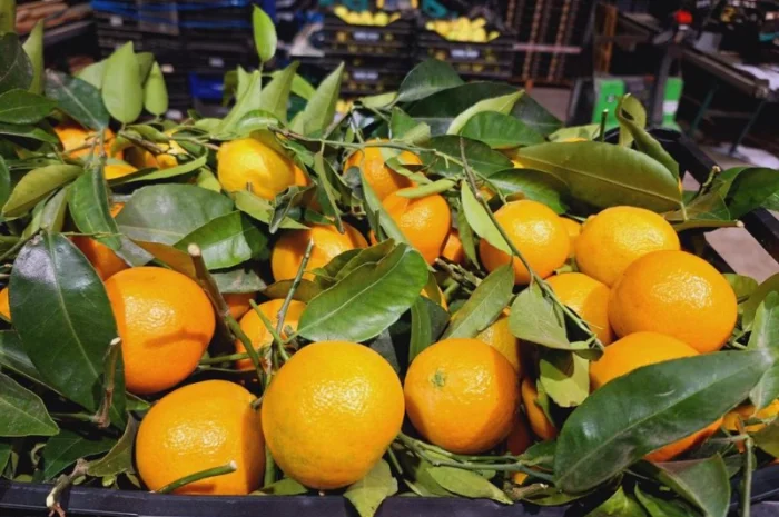 Мандарины испания опт- фото № 3