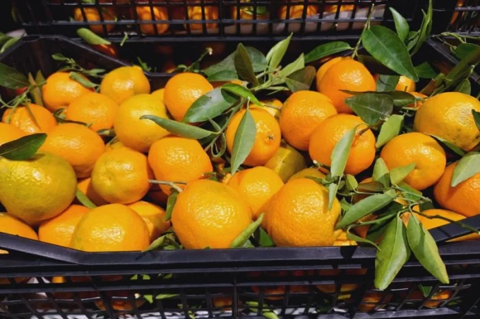 Мандарины испания опт- фото № 4