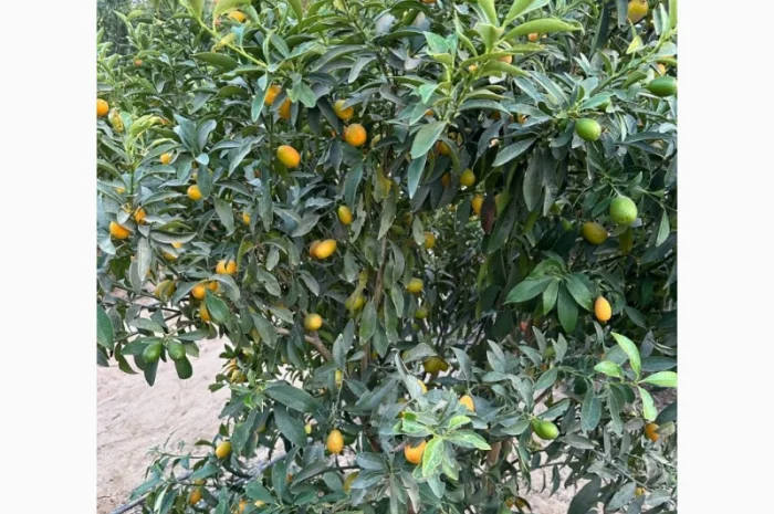 Мандарин Мираф Завозимо через Румунію, ціна в тоннах- фото № 4