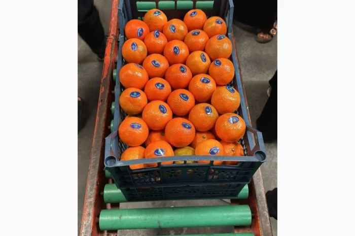 Мандарин Клементин Завозимо через Румунію, ціна в тоннах- фото № 17
