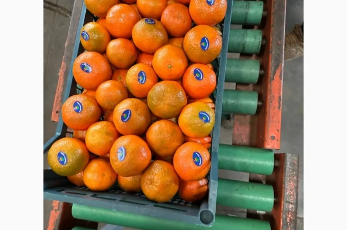 Мандарин Клементин Завозимо через Румунію, ціна в тоннах- фото № 14