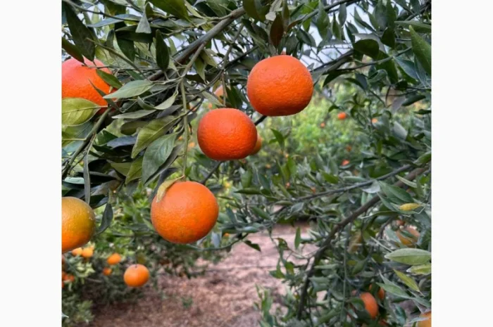 Мандарин Клементин Завозимо через Румунію, ціна в тоннах- фото № 2