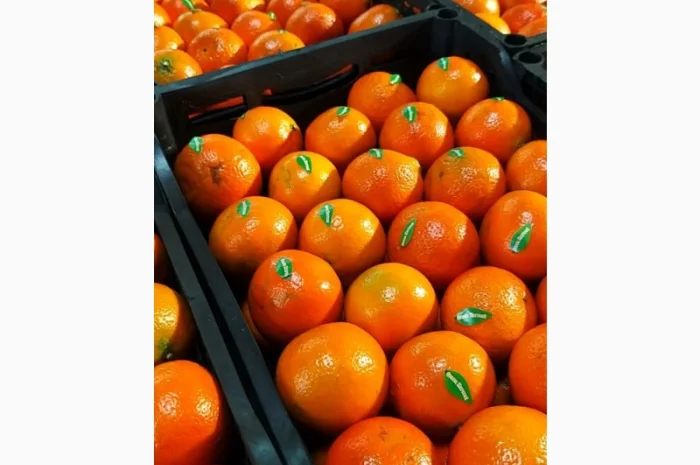 Мандарины свежие Египет- фото № 1