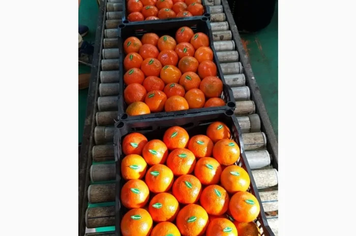 Мандарины свежие Египет- фото № 3