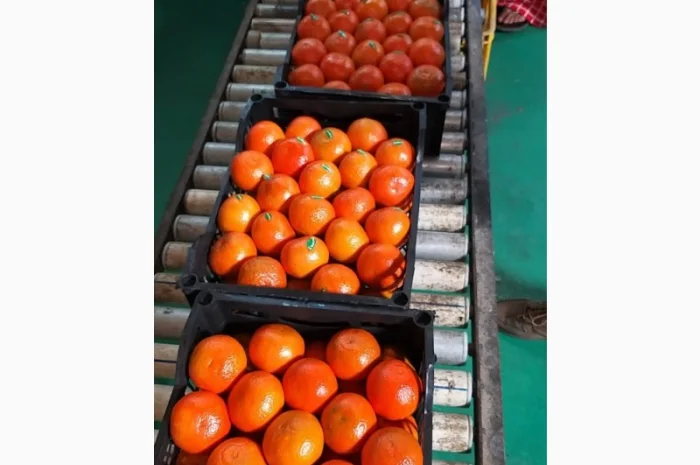 Мандарины свежие Египет- фото № 4