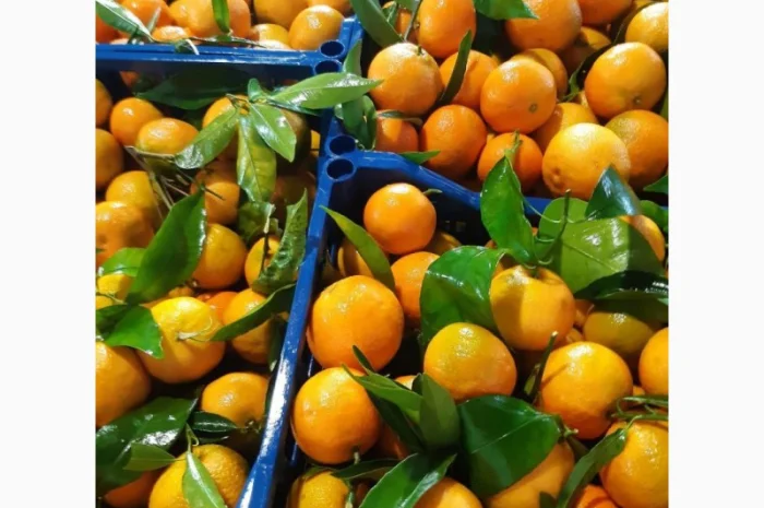 Продаємо мандарини Клементин, Греція, опт- фото № 1
