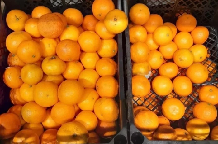 Продам мандарины Клементин- фото № 1