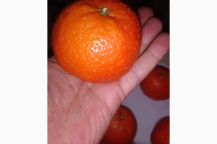 Naturel Фреймут Мандалина- фото № 2