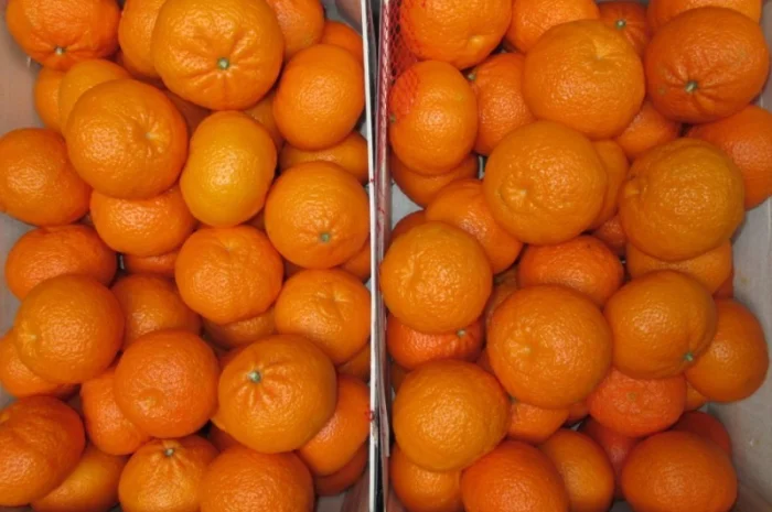 Iспанський Мандарин- фото № 1