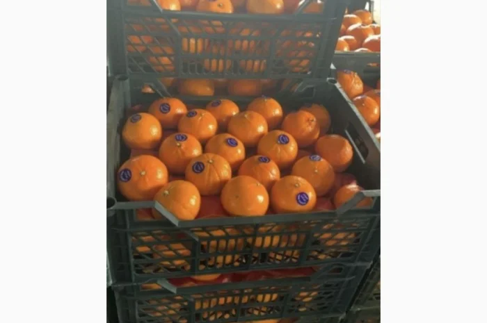 Продам Мандарины оптом по цене 36грн кг - от 5 тонн без брака доставка- фото № 4