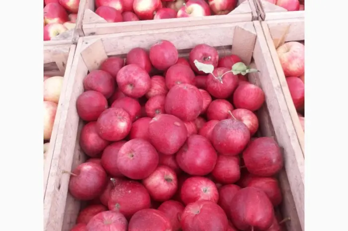 Продам яблоки оптом- фото № 1