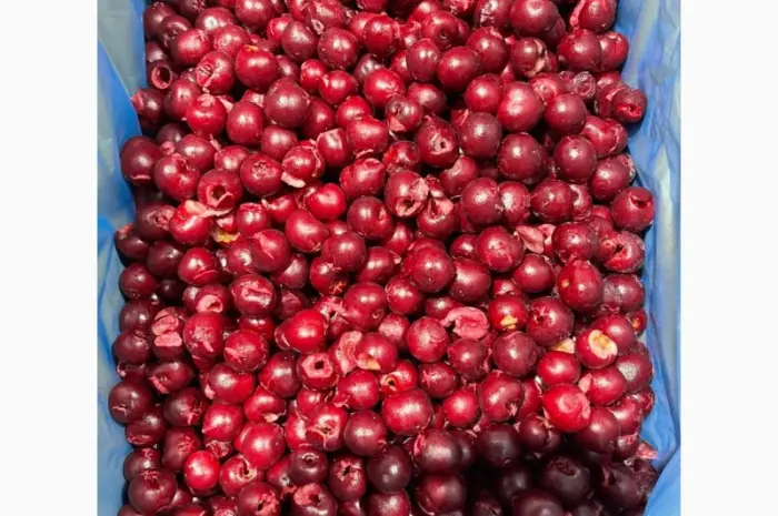 Продам вишня б/к шоковая заморозка- фото № 3