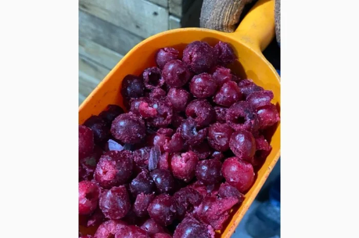 Продам вишню без кісточки- фото № 1