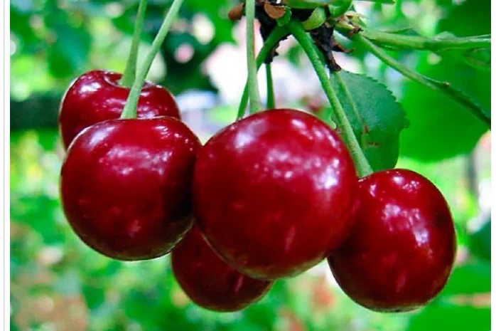 Купуємо свіжі вишні- фото № 1