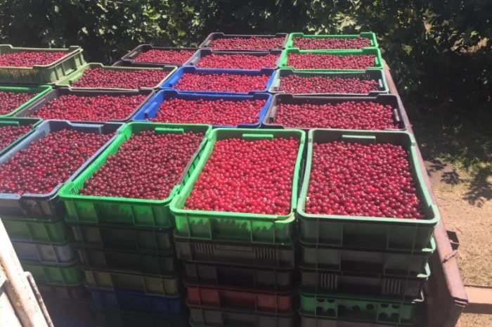 Продаємо вишню товарну і на переробку.Є обсяг Врожай 2025 р.Реєструємо ПДВ- фото № 1