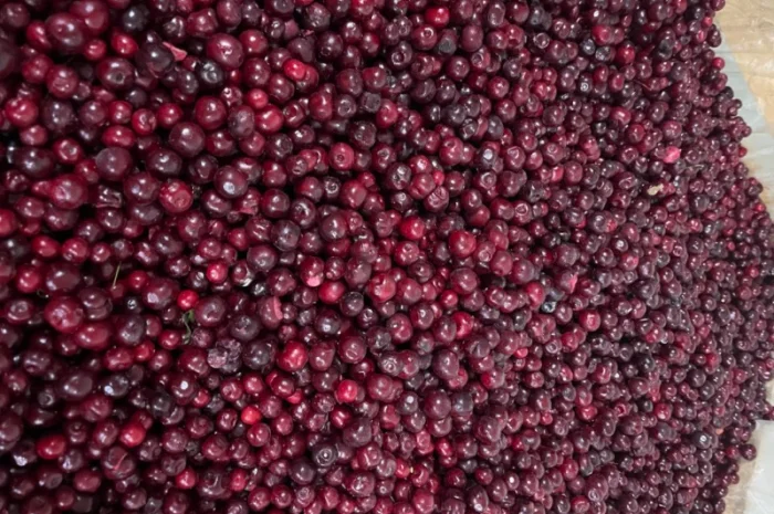 Вишня заморожена, Вишня- фото № 3