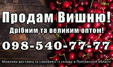 Продаю вишню 2024р., великим та малим оптом- фото № 1