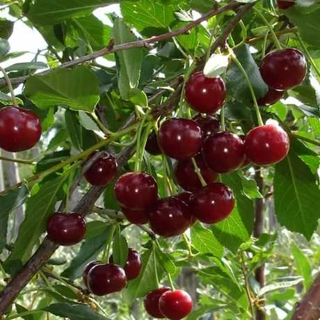 Закупляємо вишню оптом- фото № 1