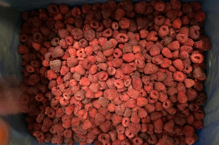 Продам малину 80/20 або в чешці- фото № 3