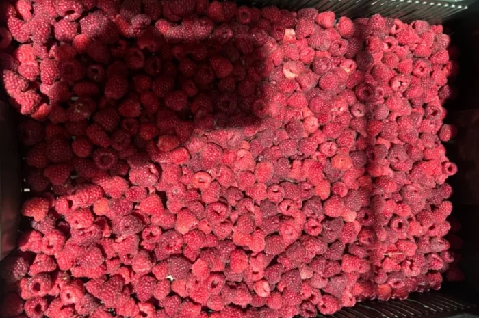 Продам малину 80/20 або в чешці- фото № 4