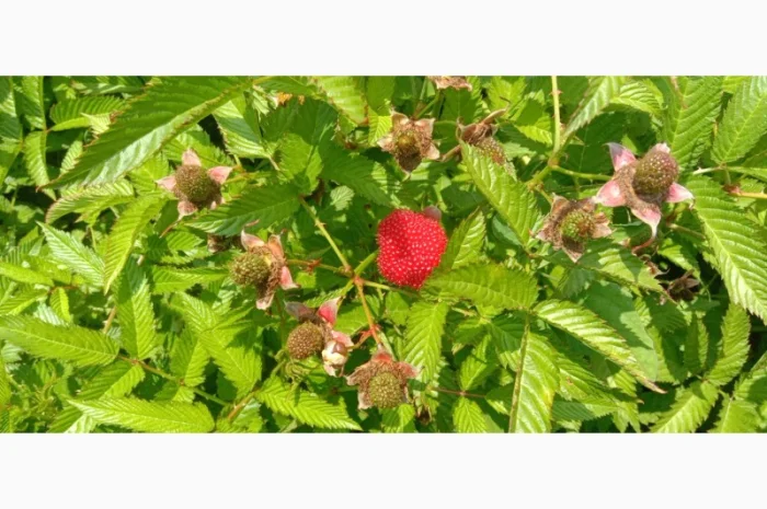 Куплю малину свіжу- фото № 1