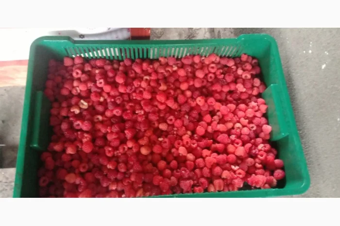 Куплю малину- фото № 2