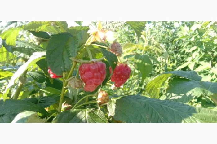 Куплю оптом малину- фото № 1